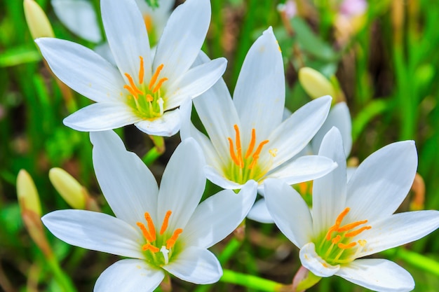 White zephyranthes flowers. Rain Lily 