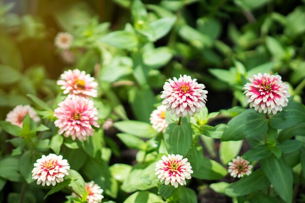 White Zinnia violacea flowers in the garden