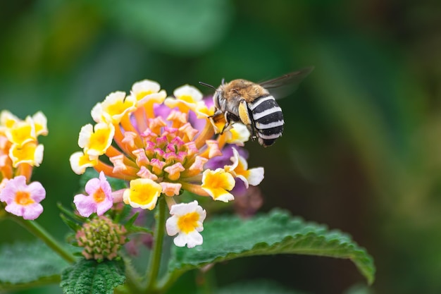 Белополосая пчела-копальщица Amegilla quadrifasciata опыляет цветок lantana camara