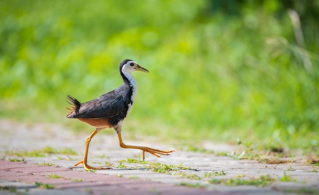 Whitebreasted waterhen crosses the pathway to search for food