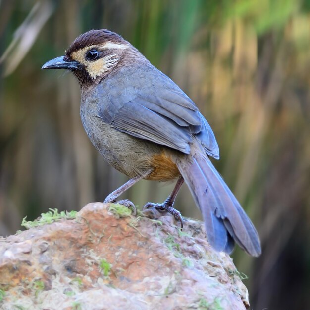 Photo whitebrowed laughingthrush