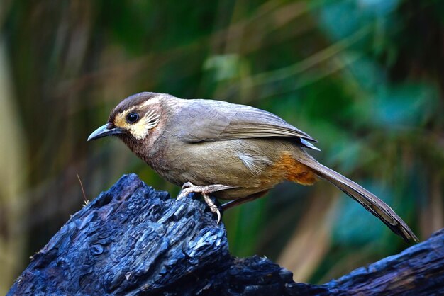 Photo whitebrowed laughingthrush