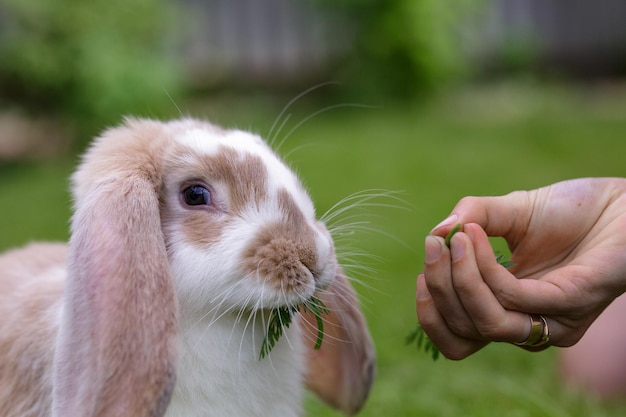 白茶色のウサギは夏の晴れた日に芝生で食べるフレンチロップのウサギは庭で