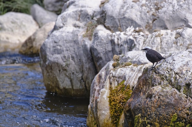 흰머리 국자 Cinclus leucocephalus