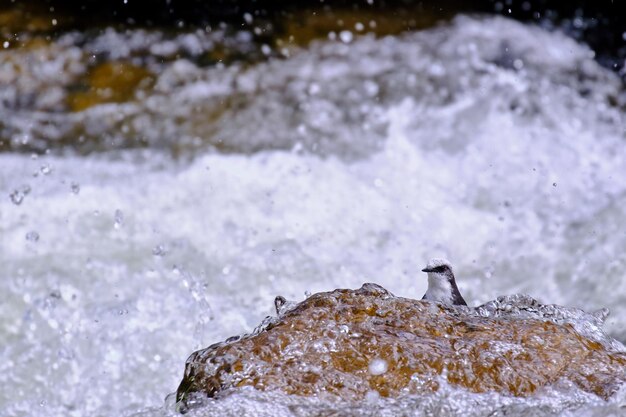 Белошапочная оляпка Cinclus leucocephalus