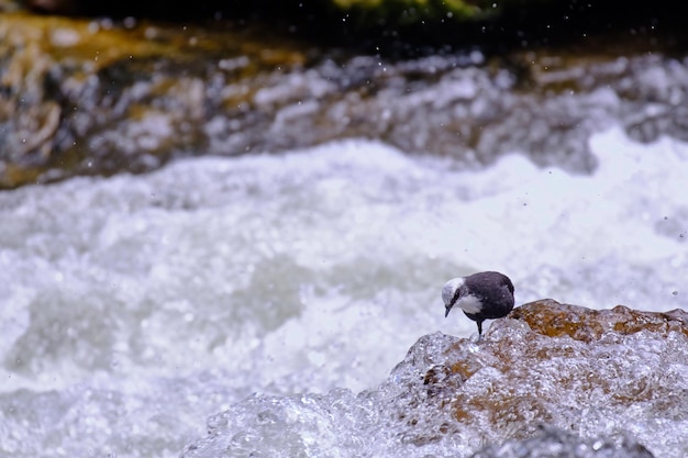 Белошапочная оляпка Cinclus leucocephalus