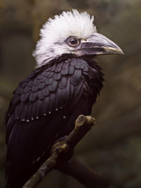 Whitecrested hornbill