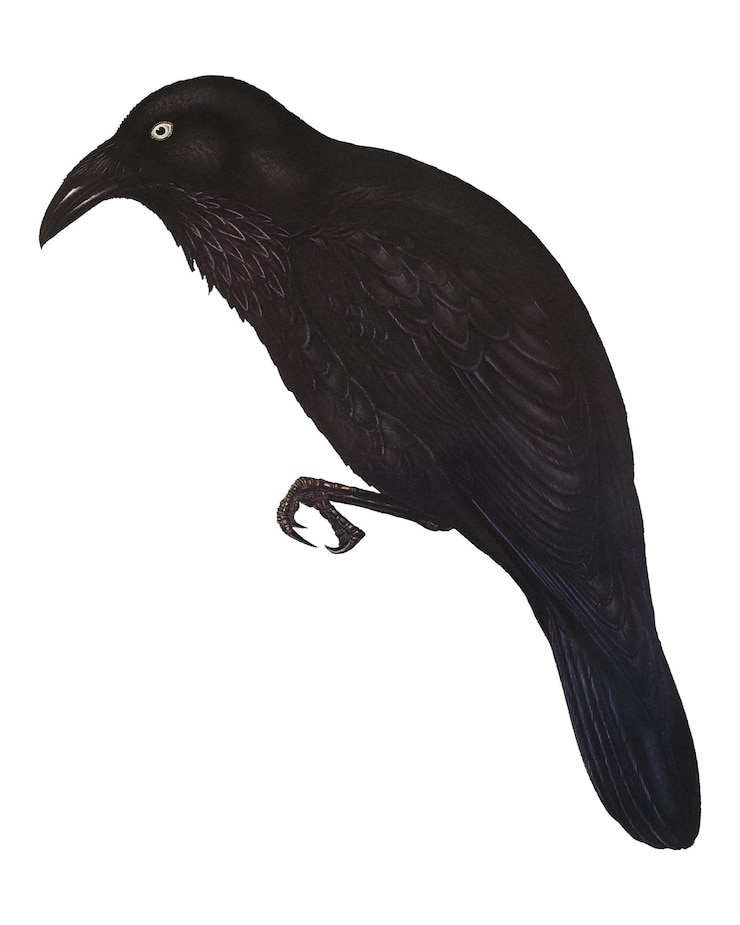Photo ホワイトアイド・クラウ png 透明な背景の鳥のステッカー