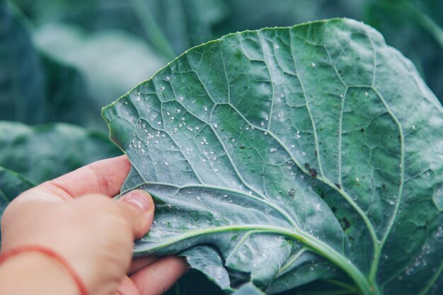 Photo whitefly is a pest on cabbage leaves in the garden selective focus