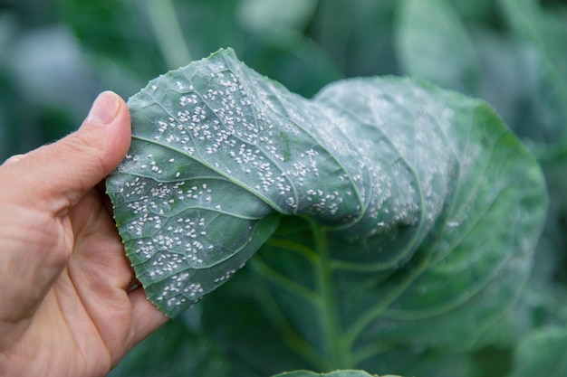 Photo whitefly is a pest on cabbage leaves in the garden selective focus