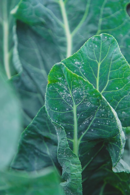 Photo whitefly is a pest on cabbage leaves in the garden selective focus