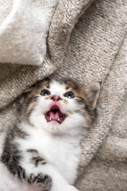 Foto gattino biancogrigio di un mese