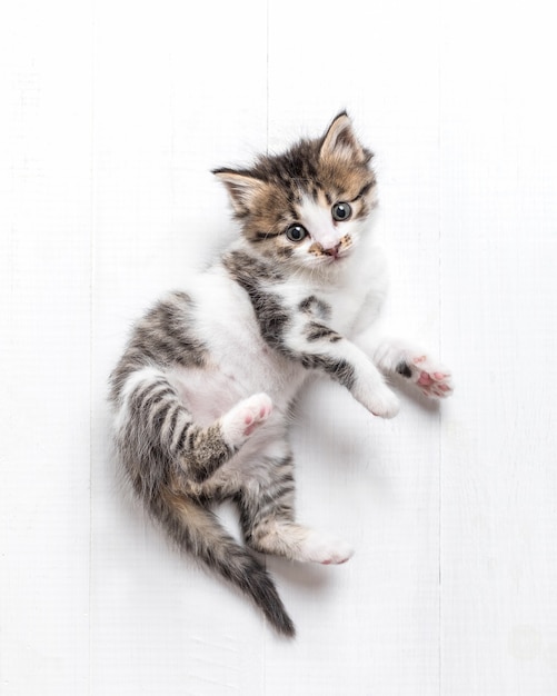 Foto gattino biancogrigio di un mese