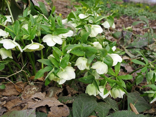 Белозеленый цветок морозника Christroas rose или Helleborus foetidus в саду