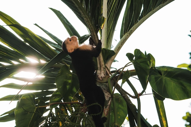Белоголовая черная обезьяна-капуцин сидит на ветке дерева в темном тропическом лесу