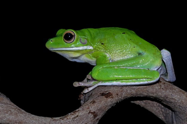 葉の上の白唇アマガエル