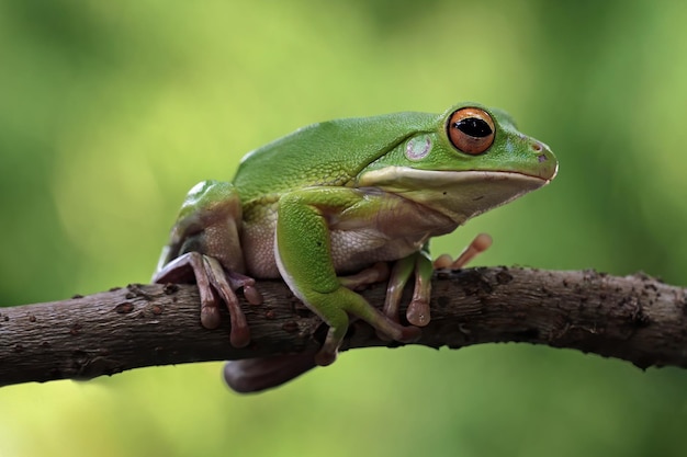 나뭇가지에 Whitelipped 청개구리 Litoria infrafrenata