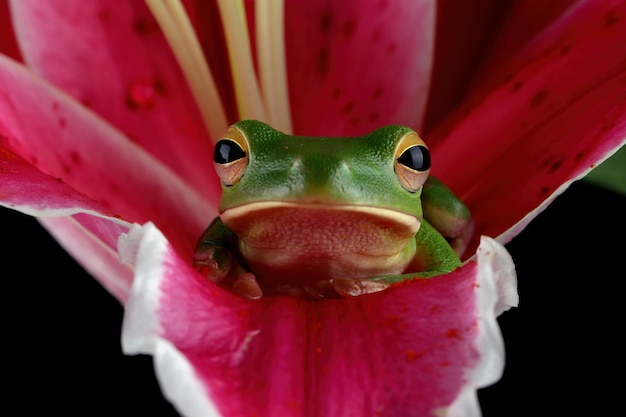Whitelipped tree frog Litoria infrafrenata on flower