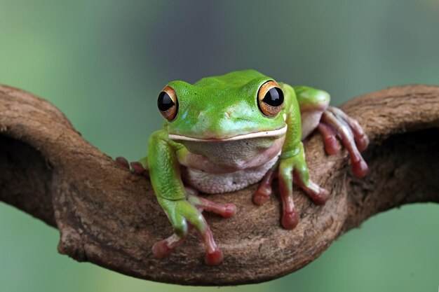 Whitelipped tree frog Litoria infrafrenata on green leaves