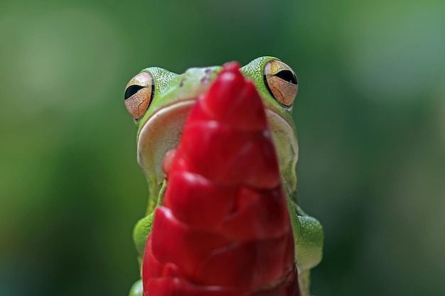 Whitelipped tree frog Litoria infrafrenata on green leaves