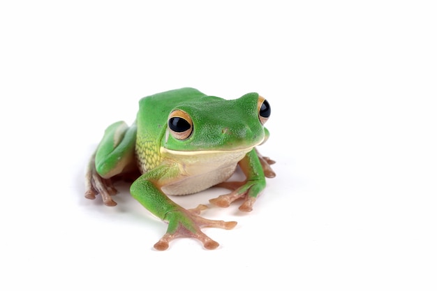 Whitelipped tree frog Litoria infrafrenata on white