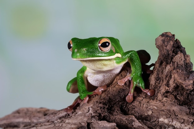 Raganella dalle labbra bianche litoria infrafrenata su legno rana dalle labbra bianche litoria infrafrenata primo piano