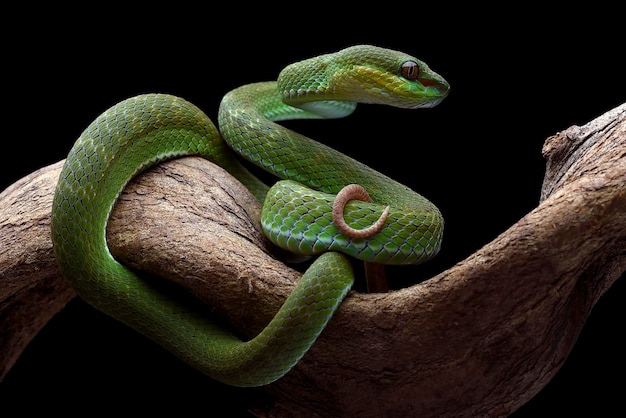 whitelipped tree viper is a venomous pit viper species endemic to Southeast Asia