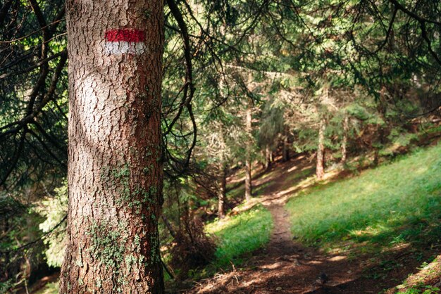 Foto segno bianco su un albero nella foresta