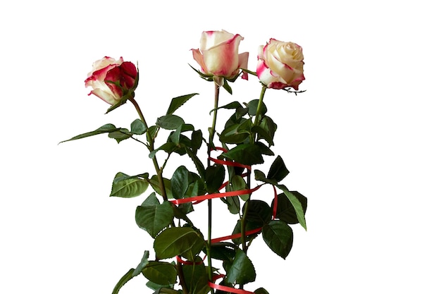 Whitered rose with green petals on a white isolated background