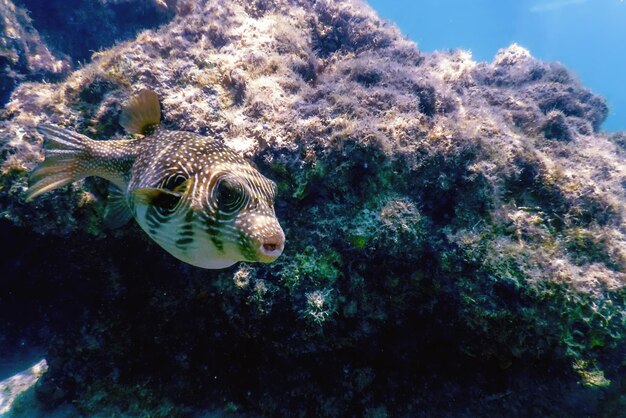 Whitespotted puffer Underwater Arothron hispidus