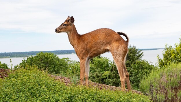 オジロワシ動物通りオジロワシ動物鹿オジロワシ動物茶色の色