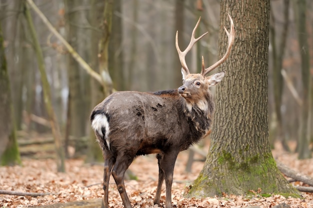 Cervo cervo dalla coda bianca nella foresta