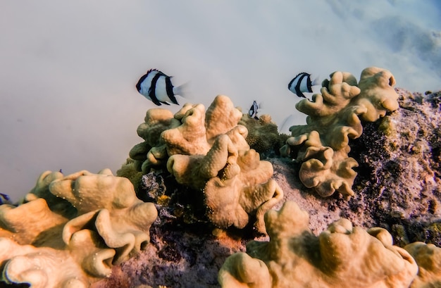 Photo whitetail dascyllus fishes over corals in the red sea in egypt