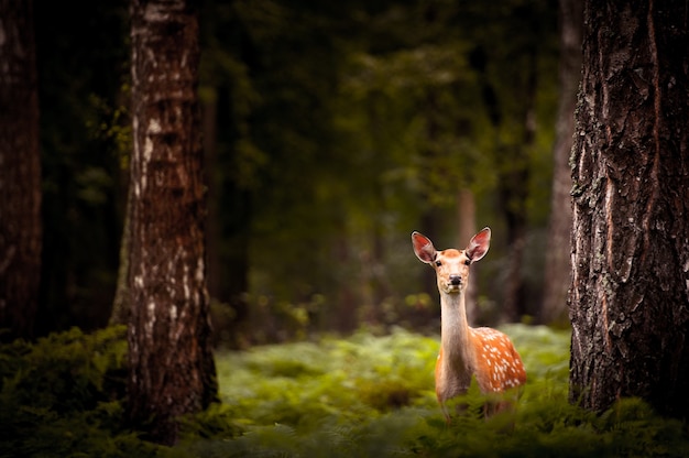 러시아 숲에 서 있는 Whitetail 사슴 벅.