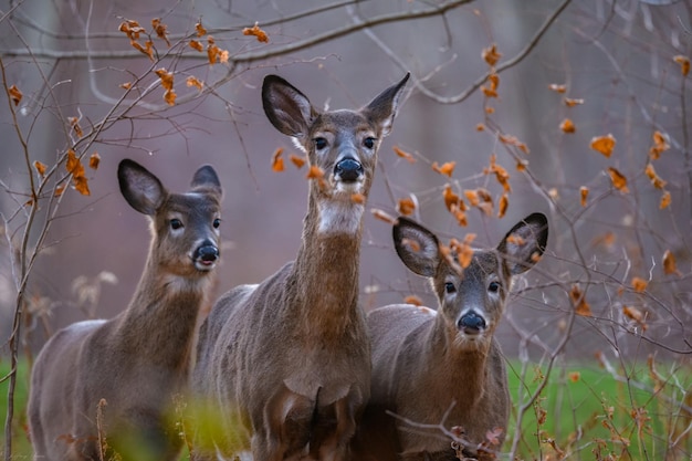 미국 동부 코네티컷의 Whitetail 사슴