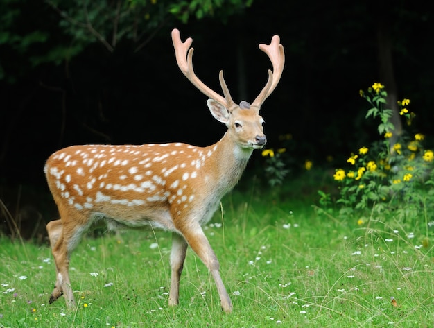 여름 나무에 서있는 Whitetail 사슴