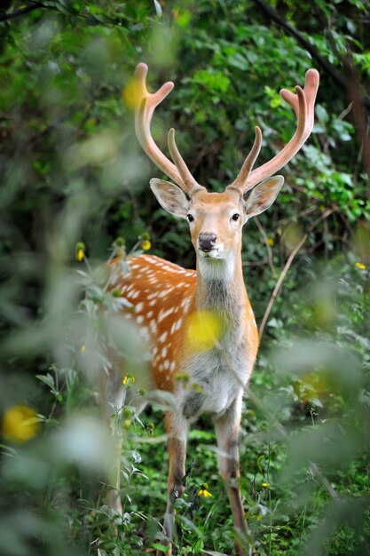 여름 나무에 서있는 Whitetail 사슴