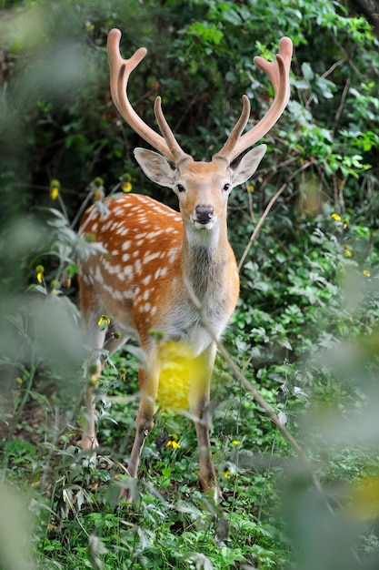 여름 나무에 서있는 Whitetail 사슴