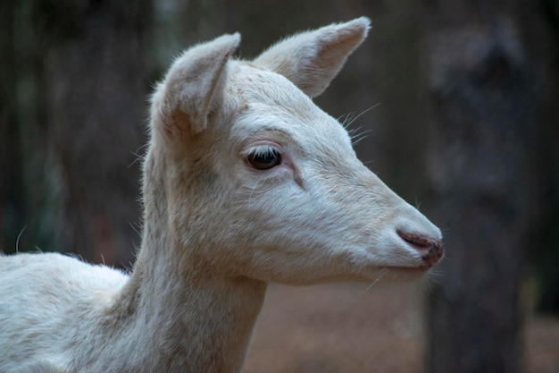 Whitetail fawn up close