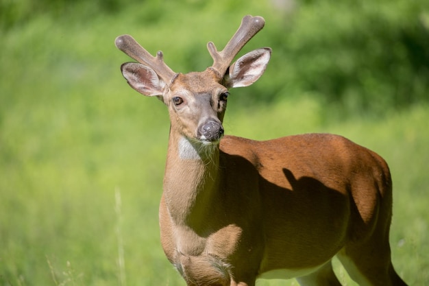 Photo whitetailed deer in cades cove park