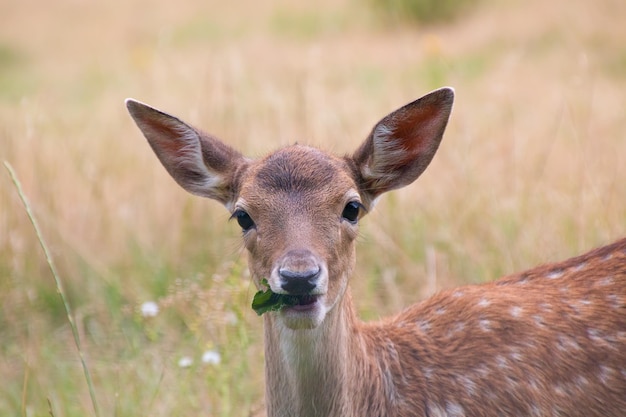 Whitetailed deer fawn with spots eating a leaf