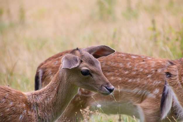 Photo whitetailed deer fawn with spots