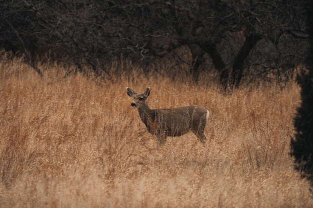 Photo whitetailed deer in tall brown grass