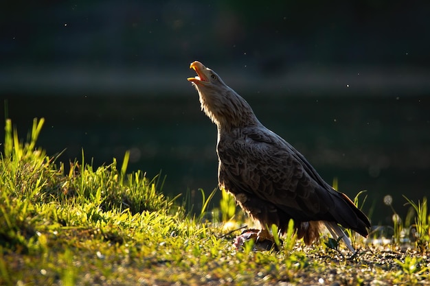 写真 太陽に照らされた川岸に開いたくちばしで鳴くオジロワシ