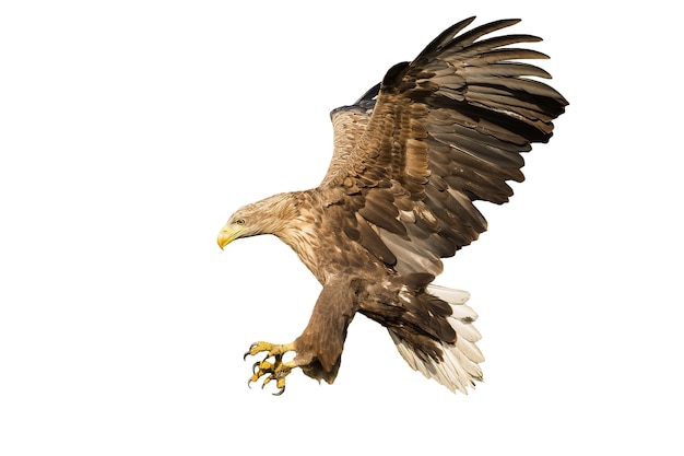 Whitetailed eagle catching prey with talons isolated on white background