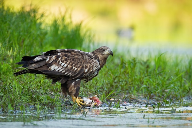 Whitetailed eagle feeding riverbank in summer nature