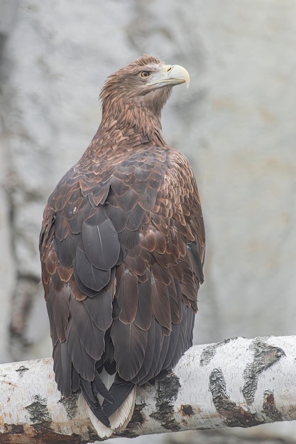 Фото Белохвостый орел haliaeetus albicilla сидит на бревне, глядя на боковой задний вид