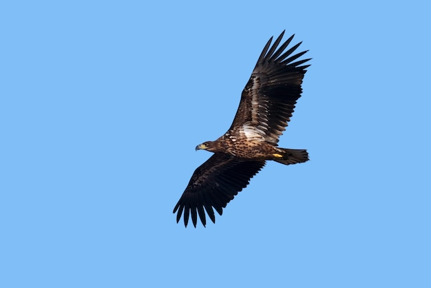 Whitetailed eagle Haliaeetus albicilla