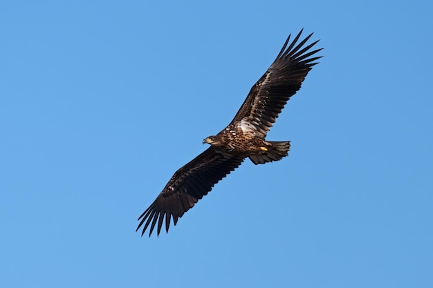 オジロワシ haliaeetus albicilla