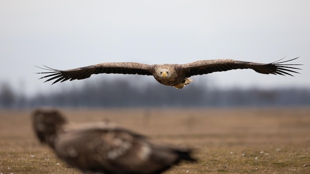 Whitetailed eagle landing on field in spring nature